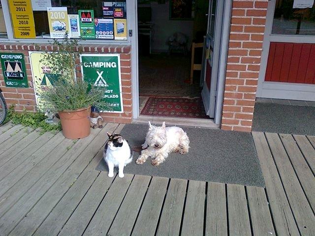 Blanding af racer Lillemis *Butte* billede 6