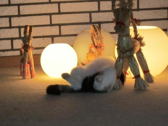 Blanding af racer Lillemis *Butte* - Julemis♥ billede 7