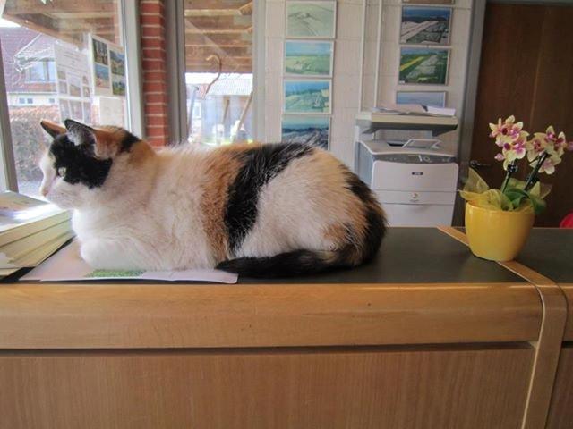 Blanding af racer Lillemis *Butte* billede 8