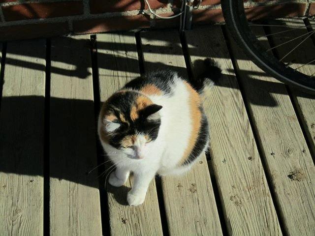 Blanding af racer Lillemis *Butte* billede 9