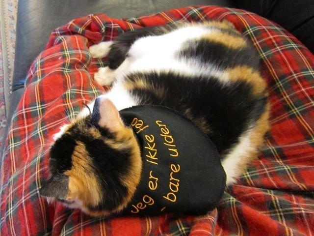 Blanding af racer Lillemis *Butte* - -Jeg er ikke fed, bare ulden billede 10