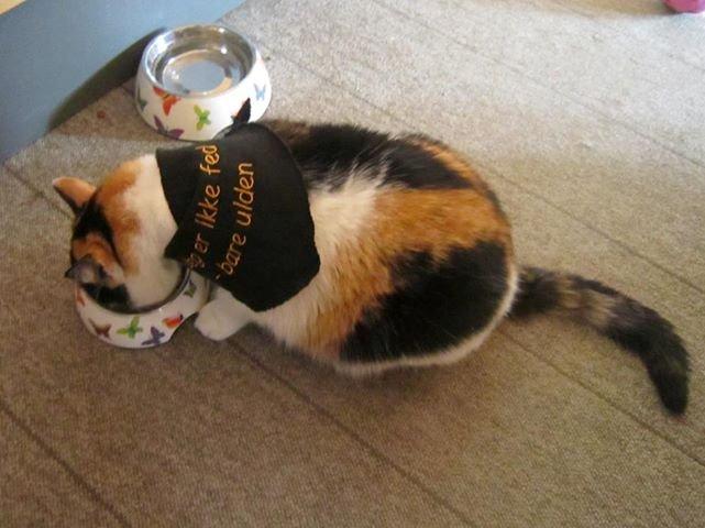 Blanding af racer Lillemis *Butte* billede 11