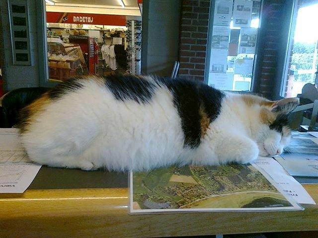 Blanding af racer Lillemis *Butte* billede 12