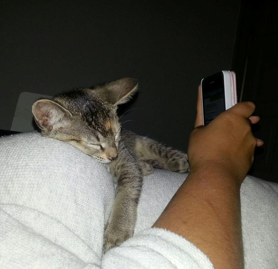 Blanding af racer Molly <3 billede 1