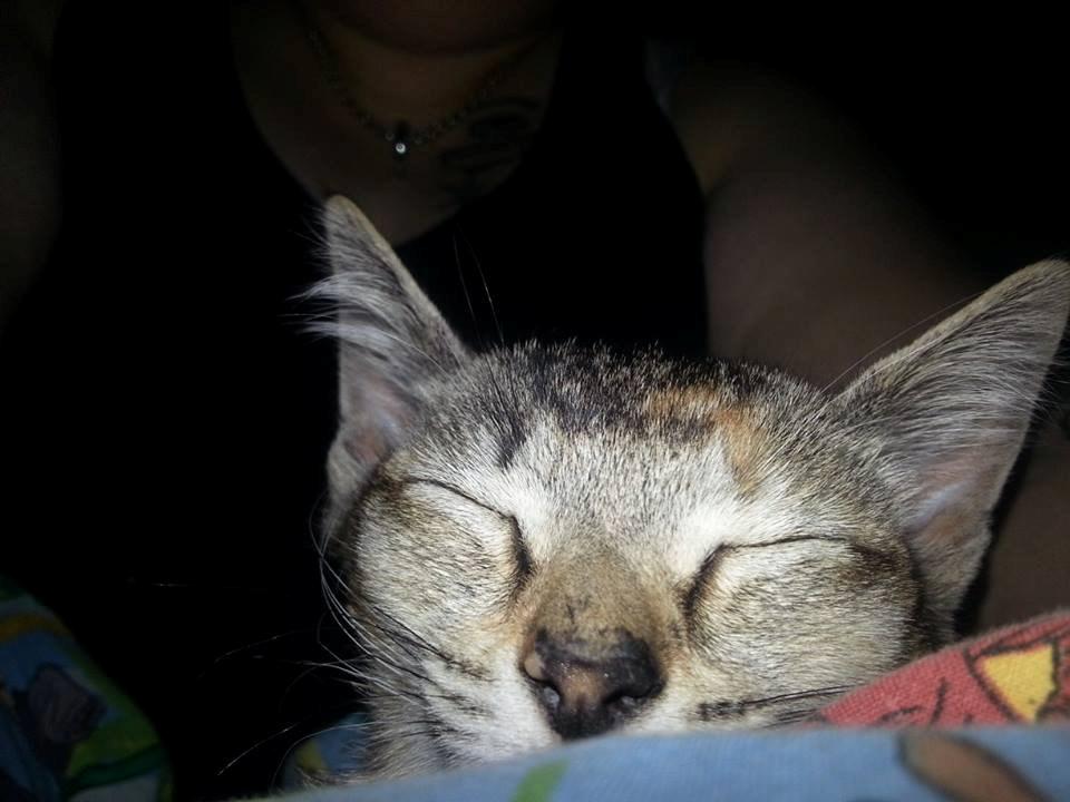 Blanding af racer Molly <3 billede 2