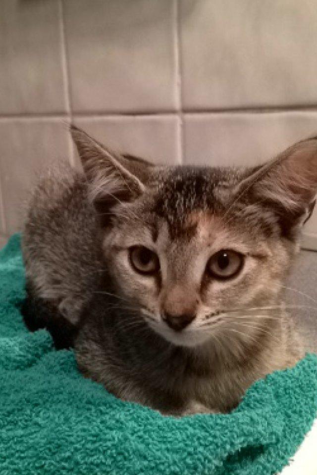 Blanding af racer Molly <3 billede 3