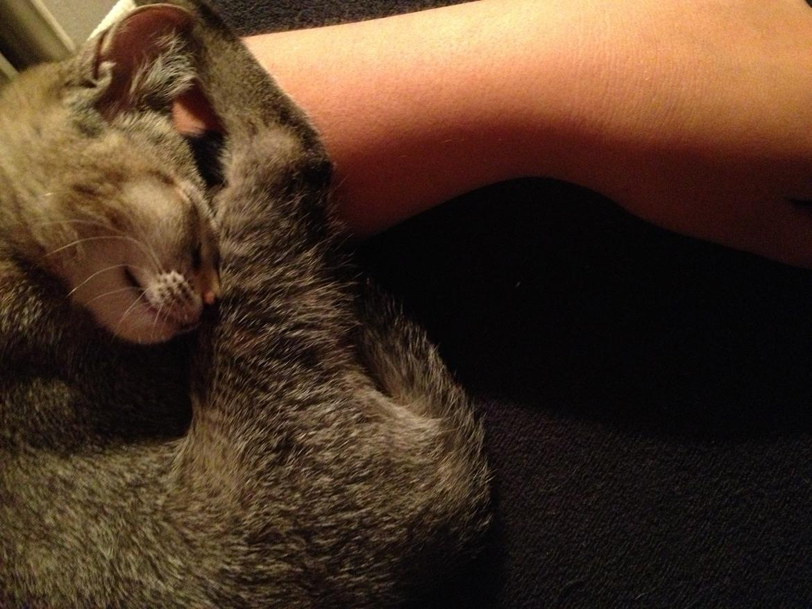 Blanding af racer Molly <3 billede 4