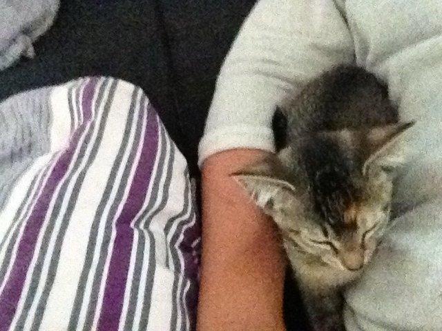 Blanding af racer Molly <3 billede 6