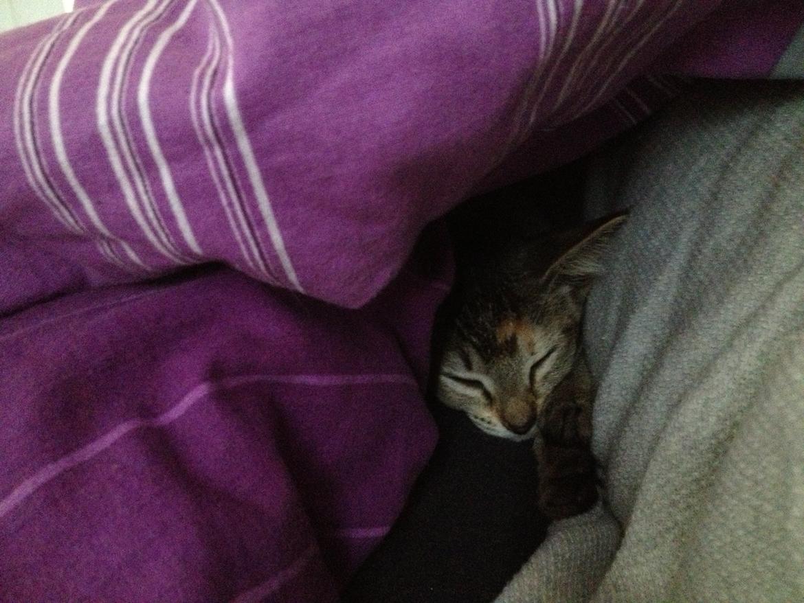 Blanding af racer Molly <3 billede 7