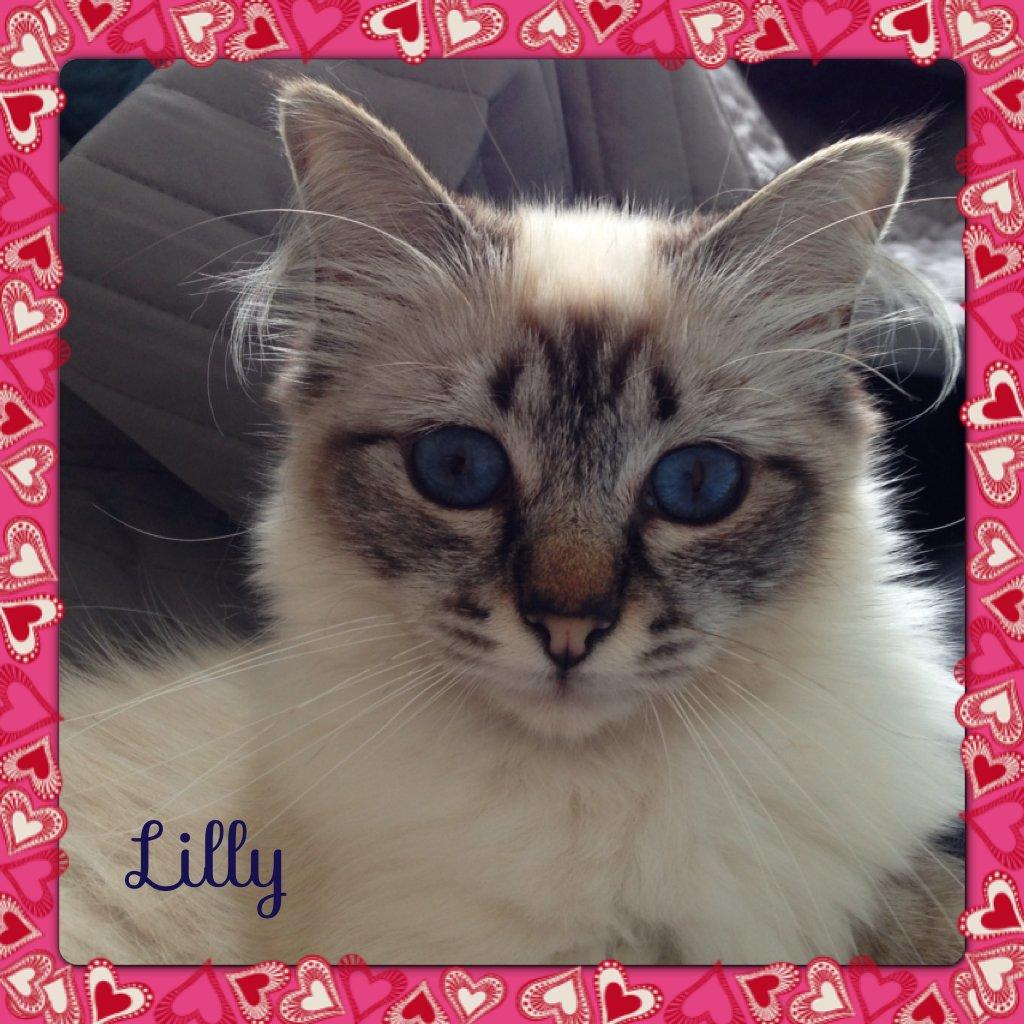 Hellig Birma Lilly (D´Lies Tommelise) billede 3