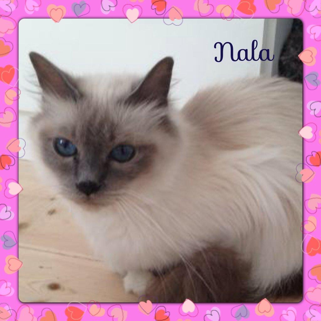 Hellig Birma Nala (Shengo Sugar Baby) billede 1