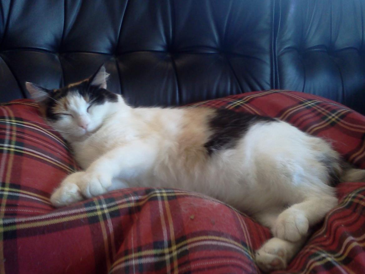 Blanding af racer Lillemis *Butte* - ZzzZzzZzz.. billede 13