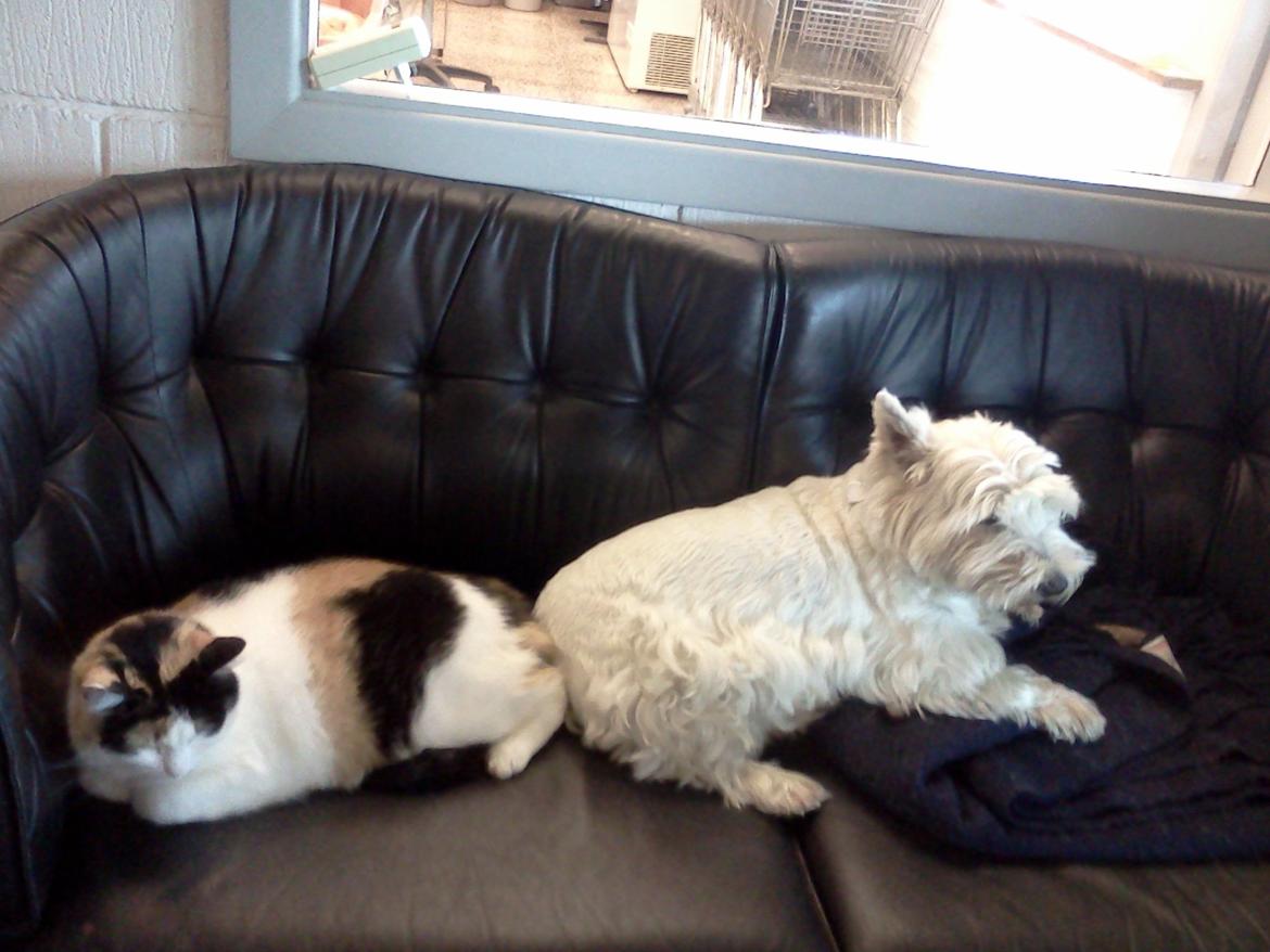 Blanding af racer Lillemis *Butte* - Butte og Emma:) billede 14