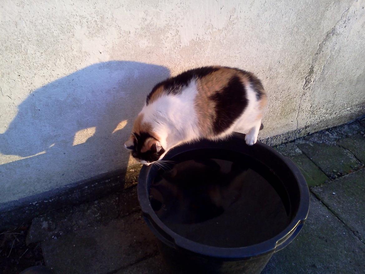 Blanding af racer Lillemis *Butte* - Balancemissen Butte;) billede 15