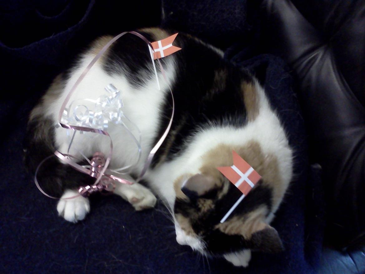 Blanding af racer Lillemis *Butte* - På min fødselsdag:) billede 16