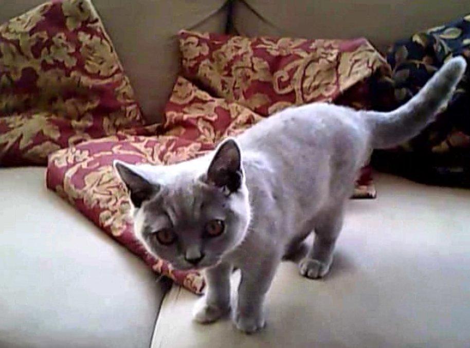 British Shorthair Nora - Nora 14 uger.. Præcis. billede 7