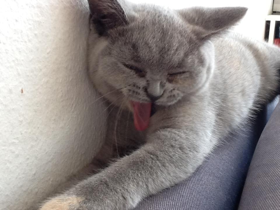 British Shorthair Nora - Gaaab... Vi er lidt trætte her, efter hård leg hele dagen ;) billede 8