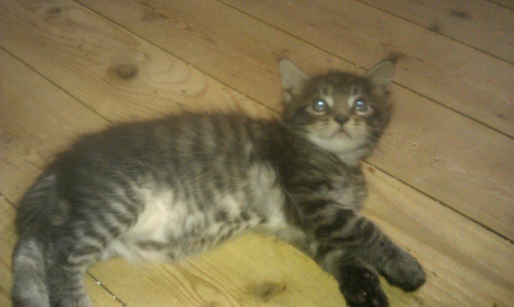 Maine Coon Bertil billede 1