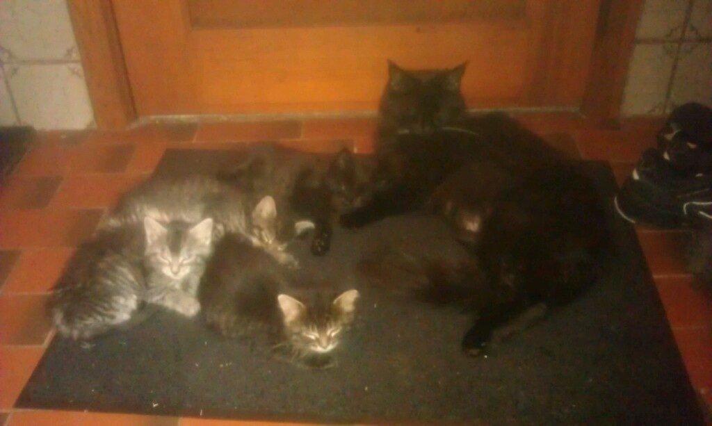 Maine Coon Bertil billede 2