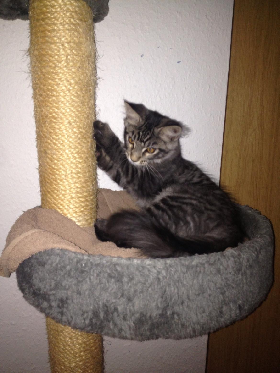Maine Coon Bertil billede 3