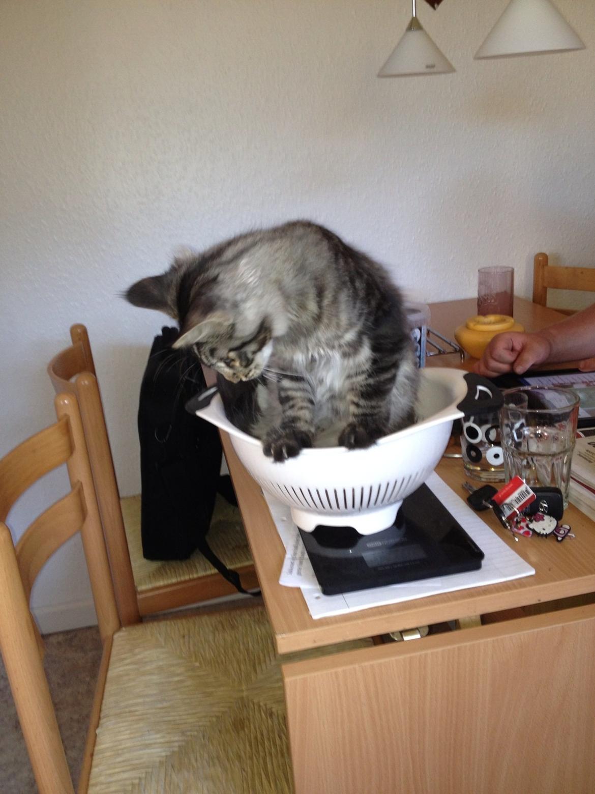 Maine Coon Bertil billede 4