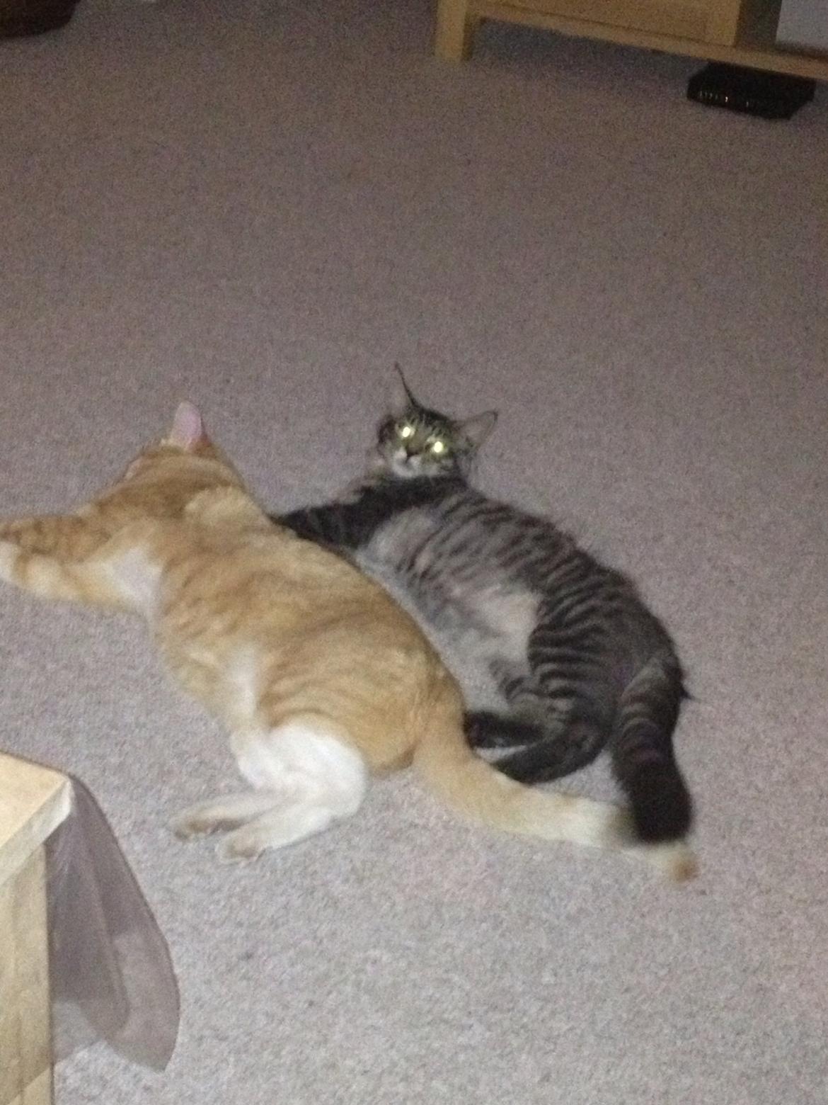 Maine Coon Bertil billede 5