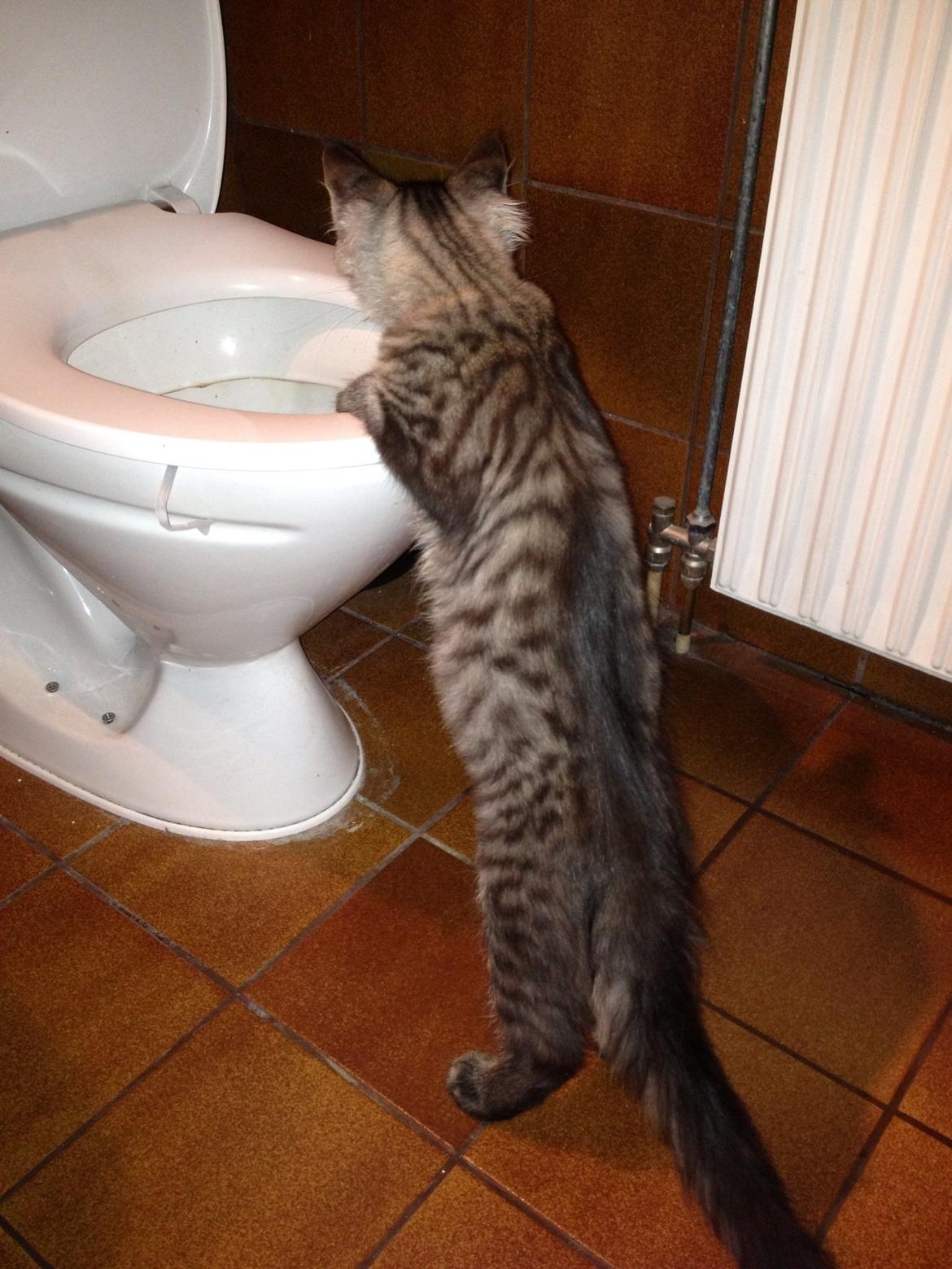 Maine Coon Bertil billede 6