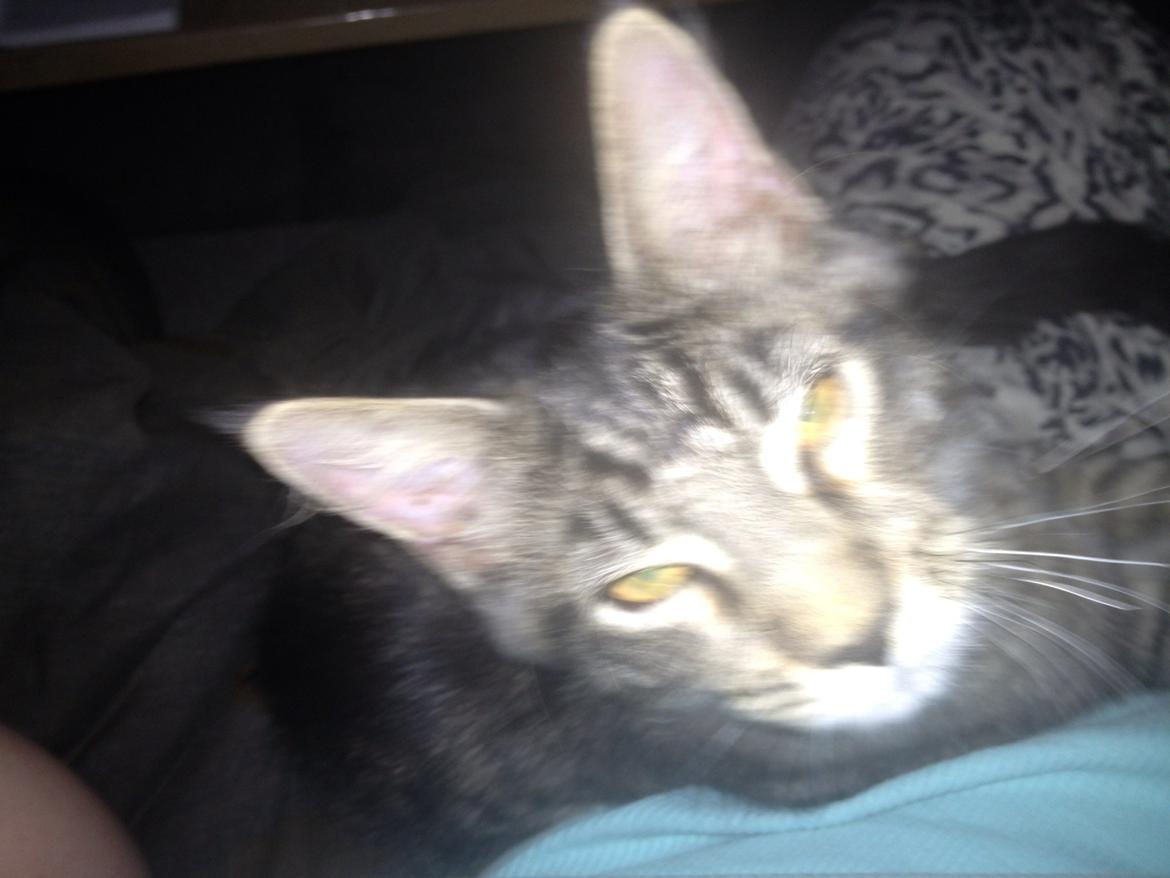 Maine Coon Bertil billede 7