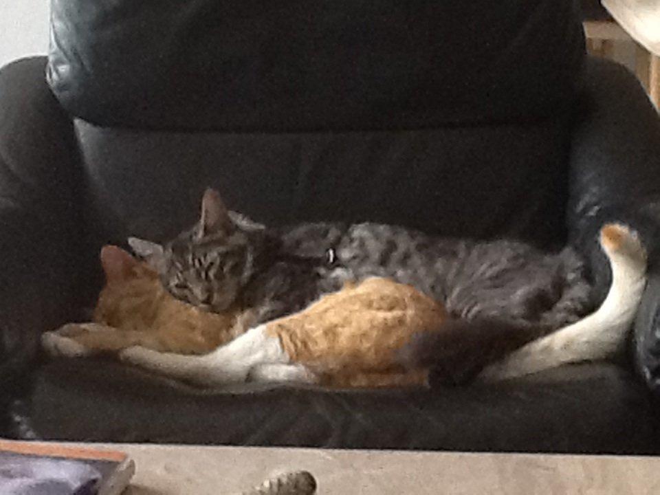 Maine Coon Bertil billede 8