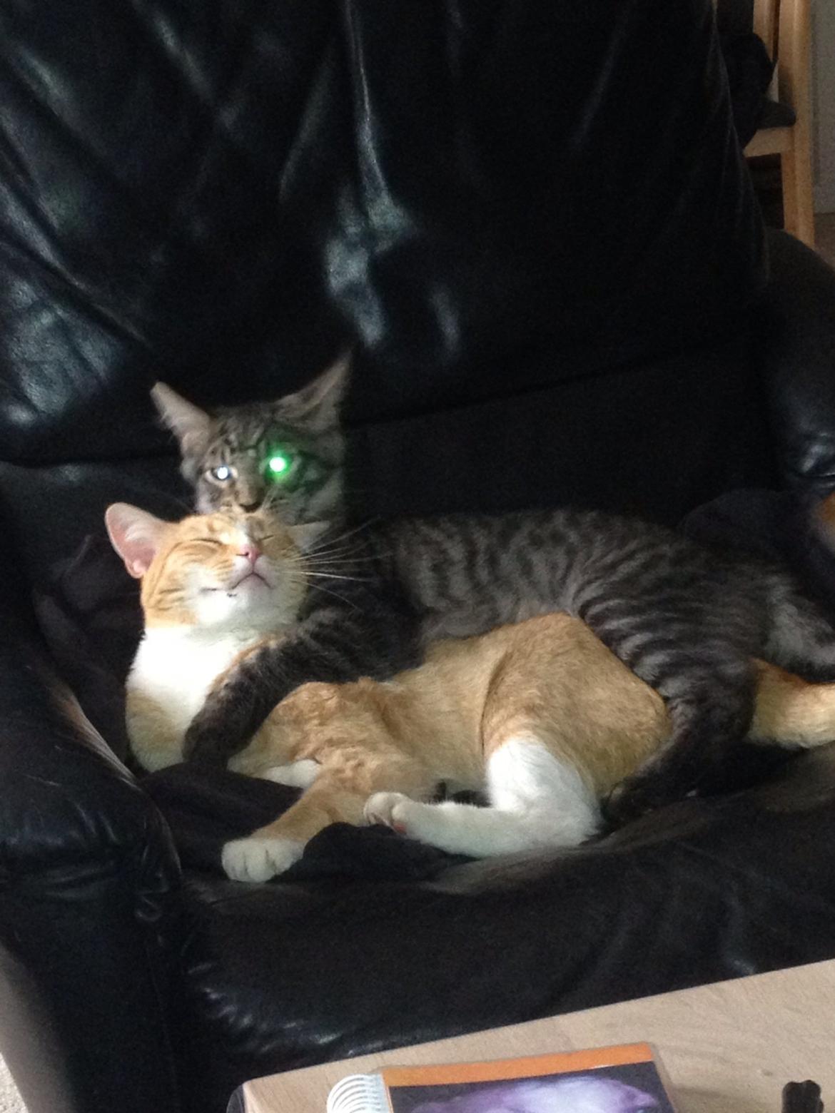 Maine Coon Bertil billede 9