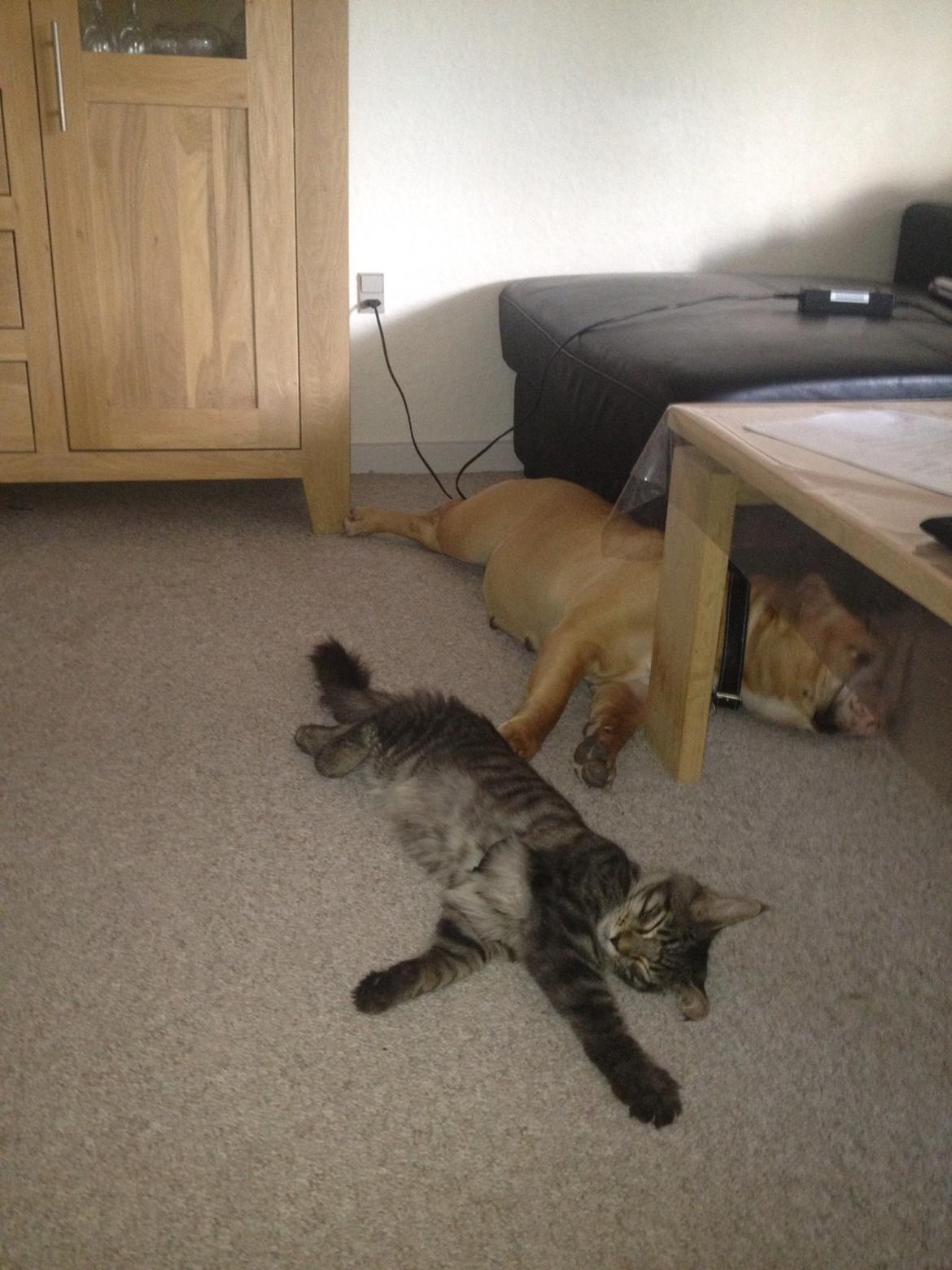 Maine Coon Bertil billede 10