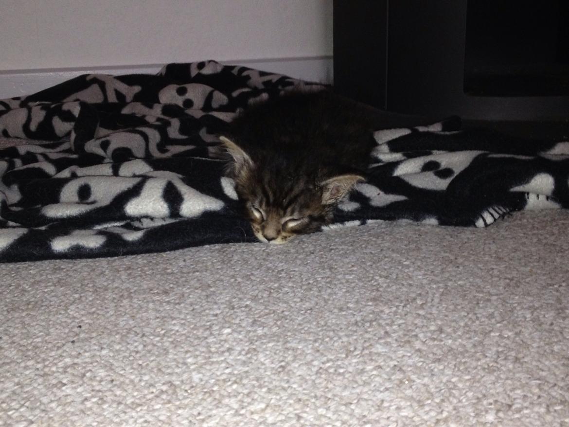 Maine Coon Bertil billede 11