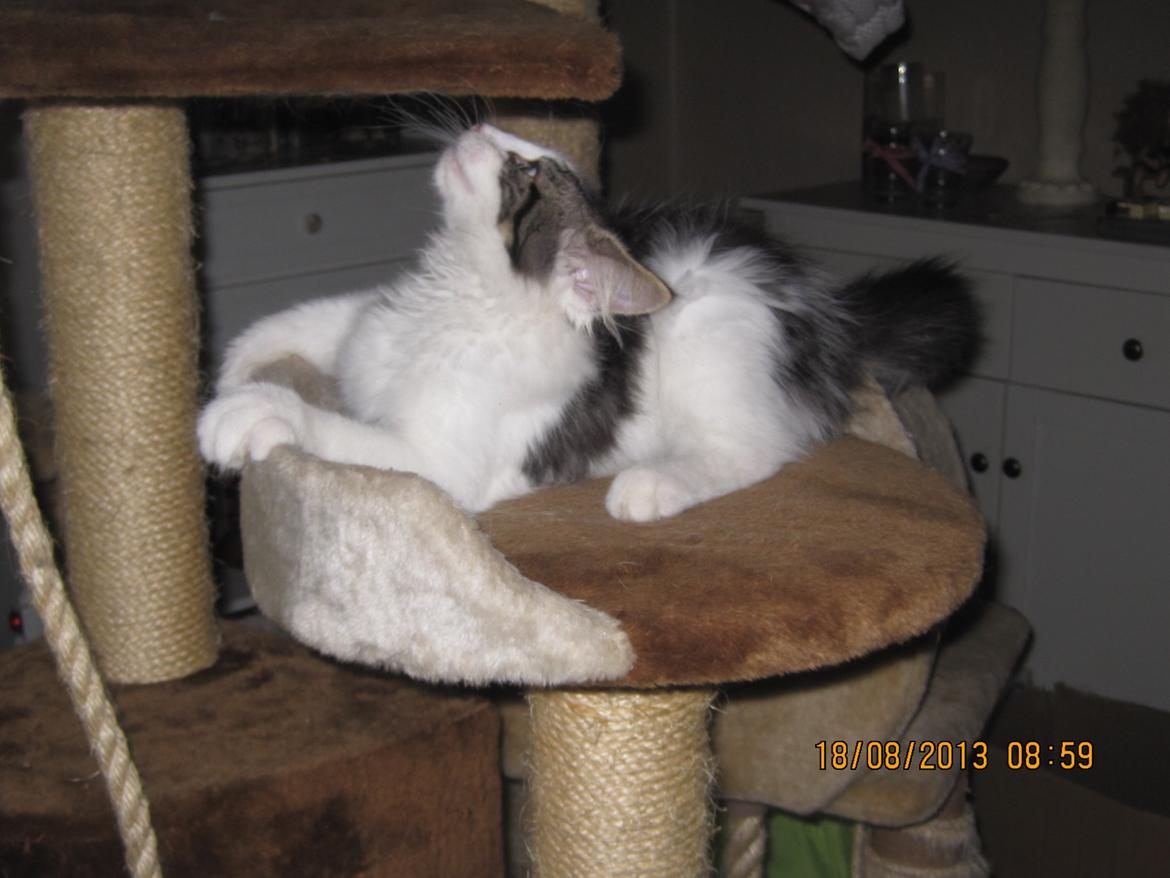 Blanding af racer Tintin billede 1