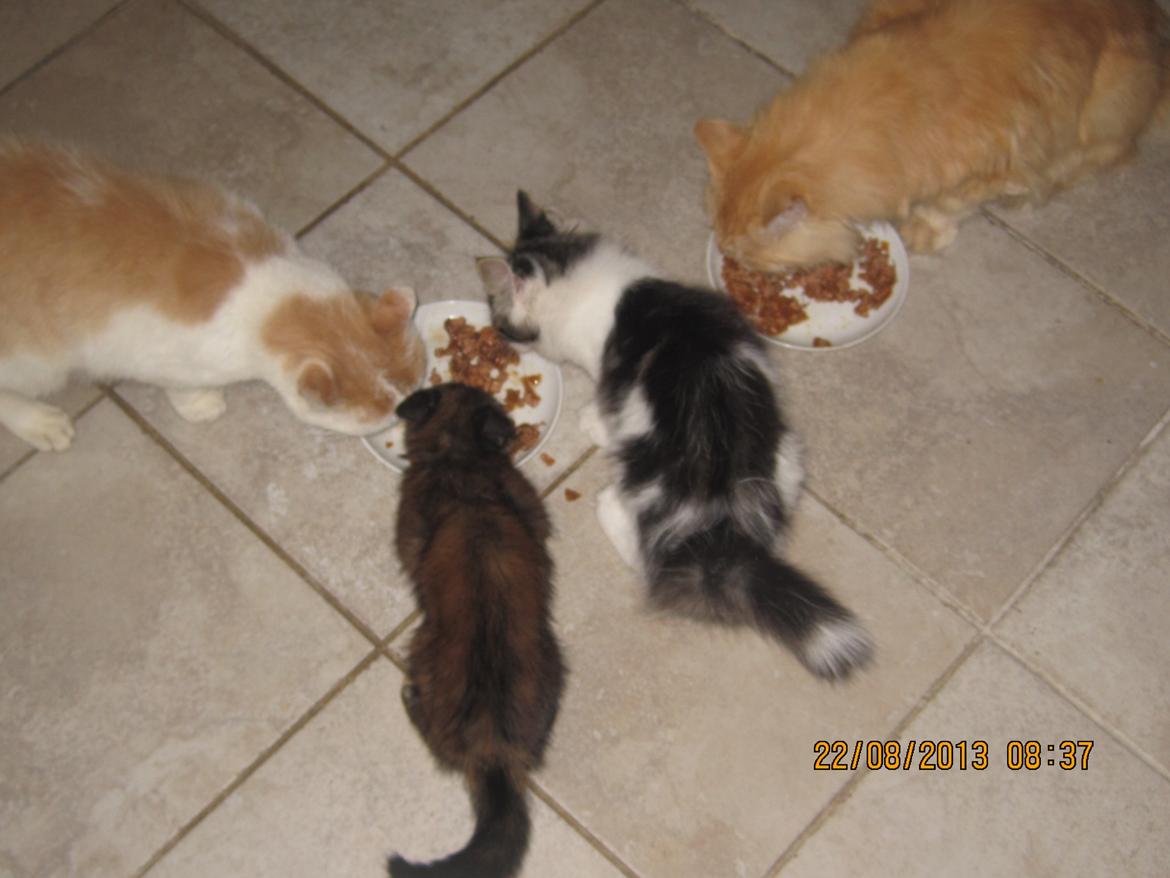 Blanding af racer Tintin billede 2