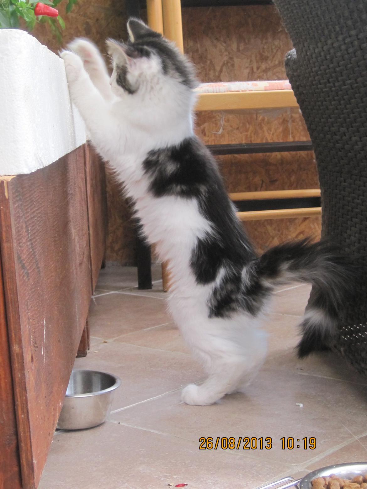 Blanding af racer Tintin billede 3