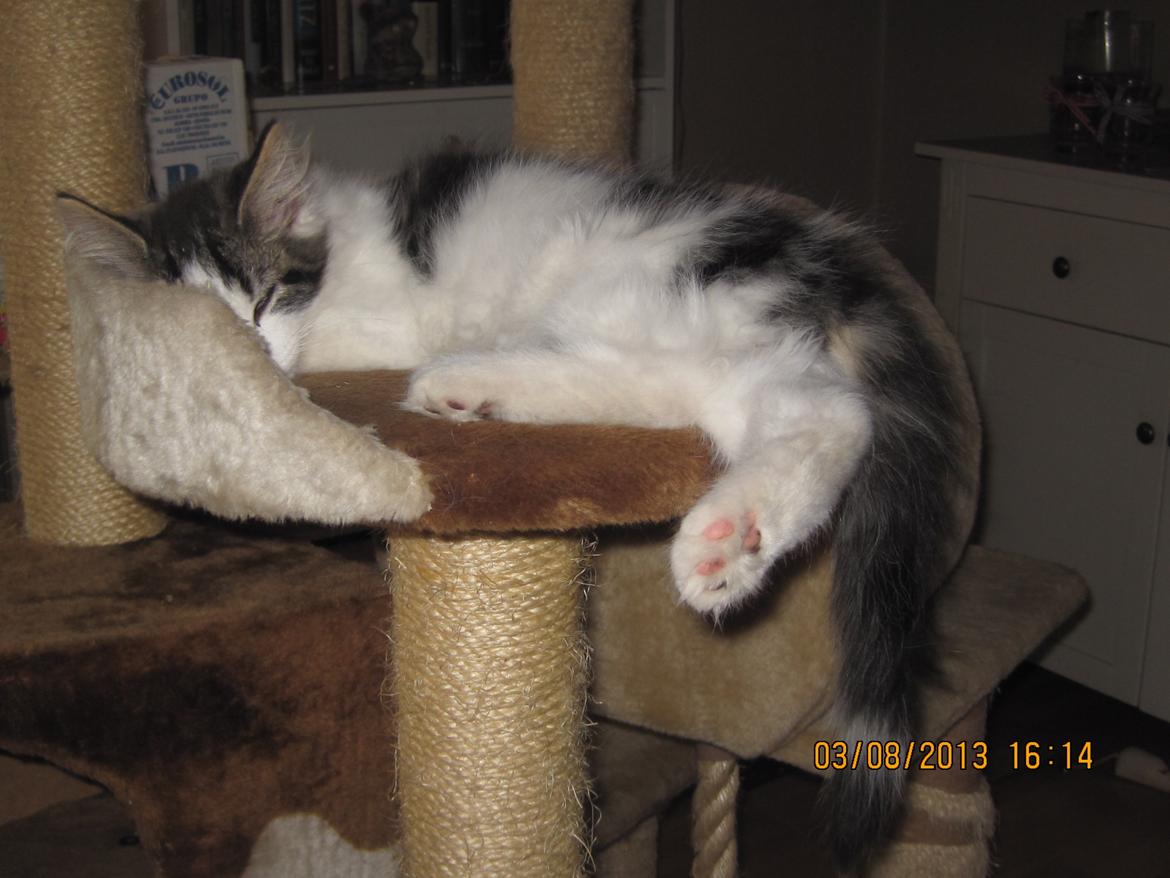 Blanding af racer Tintin billede 4