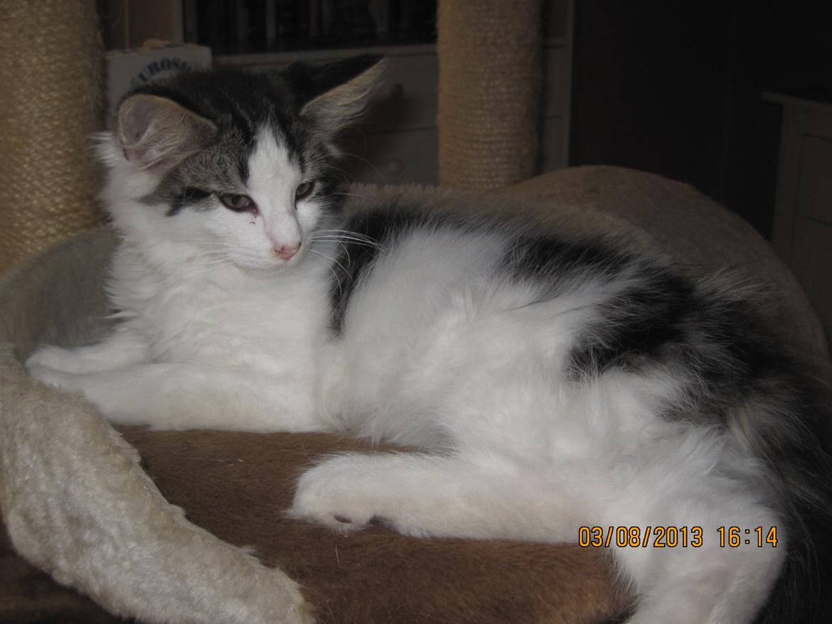 Blanding af racer Tintin billede 5