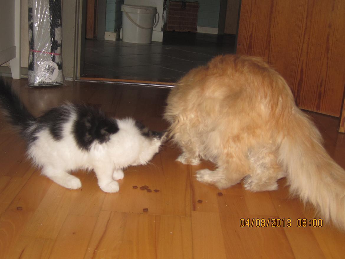 Blanding af racer Tintin billede 6