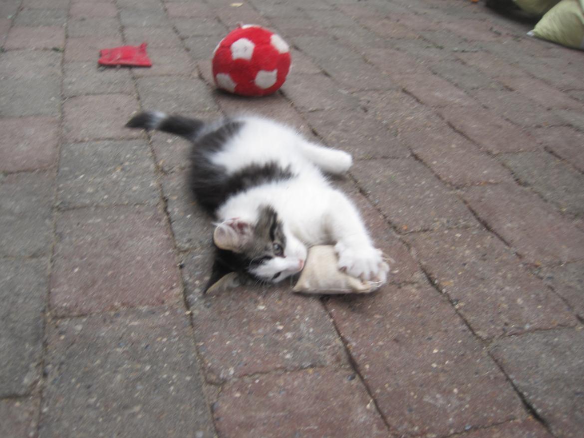 Blanding af racer Tintin billede 7