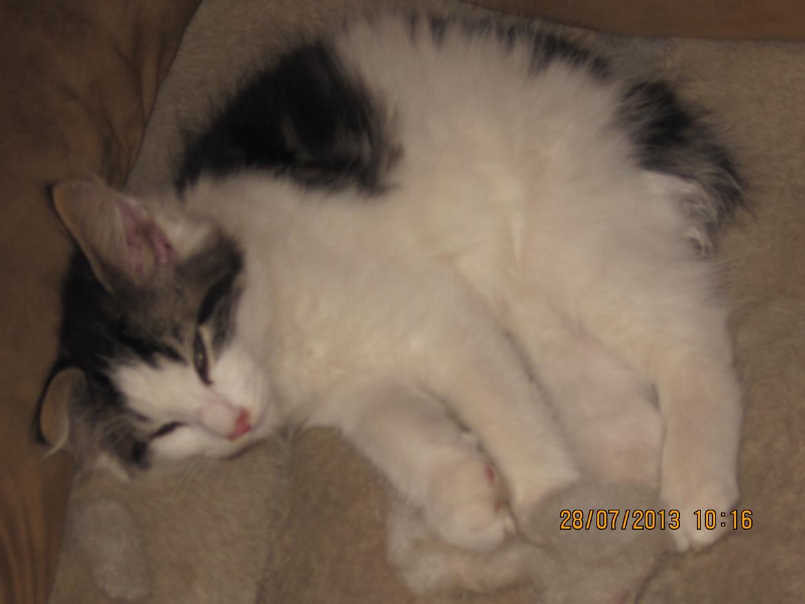 Blanding af racer Tintin billede 8