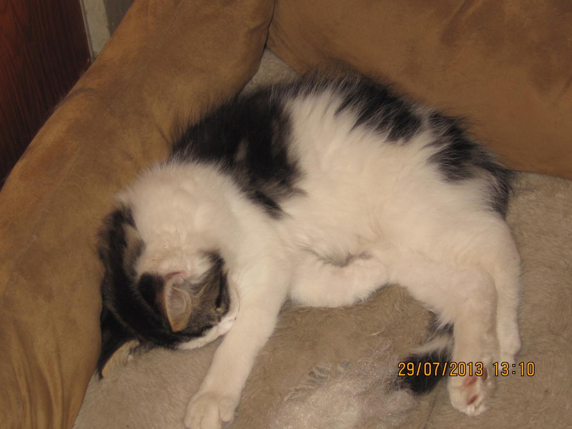 Blanding af racer Tintin billede 9