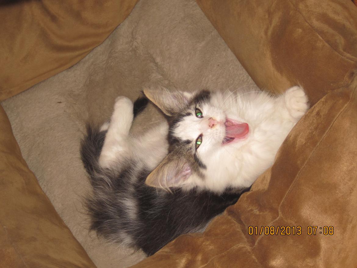 Blanding af racer Tintin billede 10