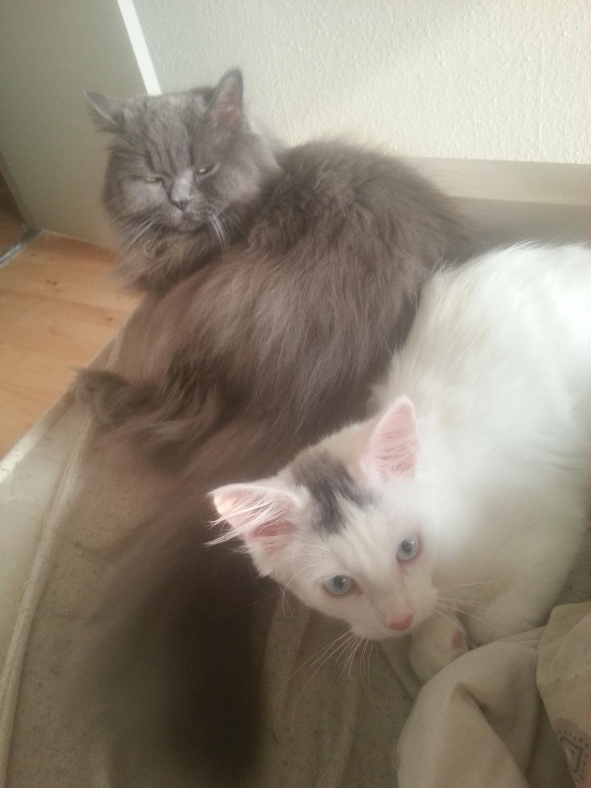 Blanding af racer Benjamin billede 10