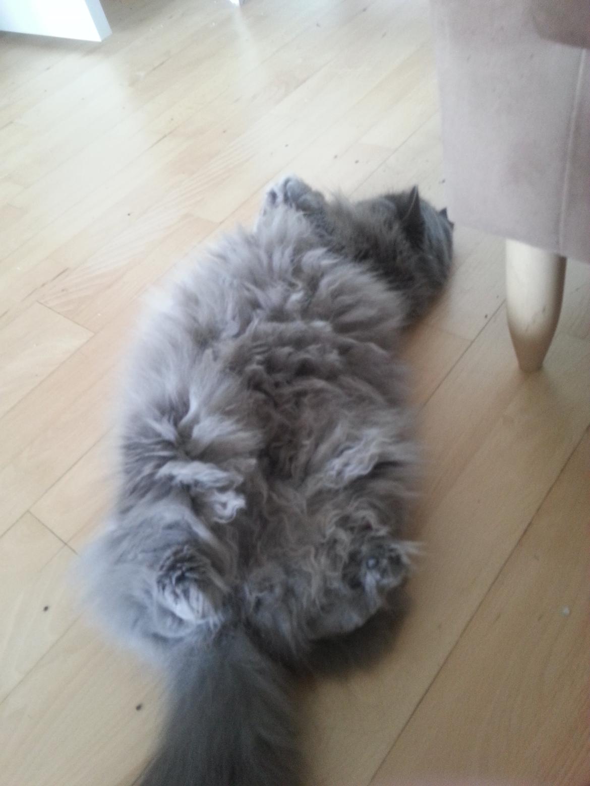 Blanding af racer Benjamin billede 11