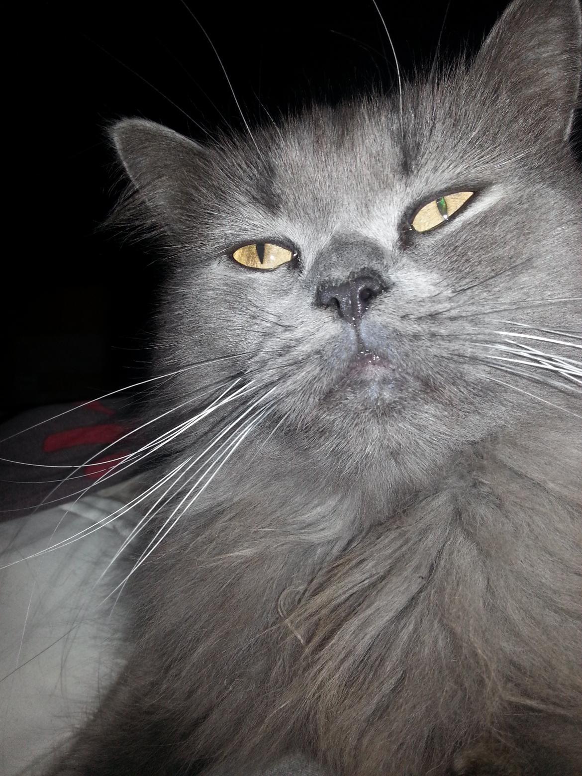 Blanding af racer Benjamin billede 12