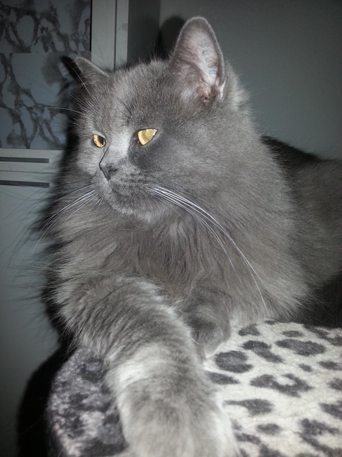 Blanding af racer Benjamin billede 13