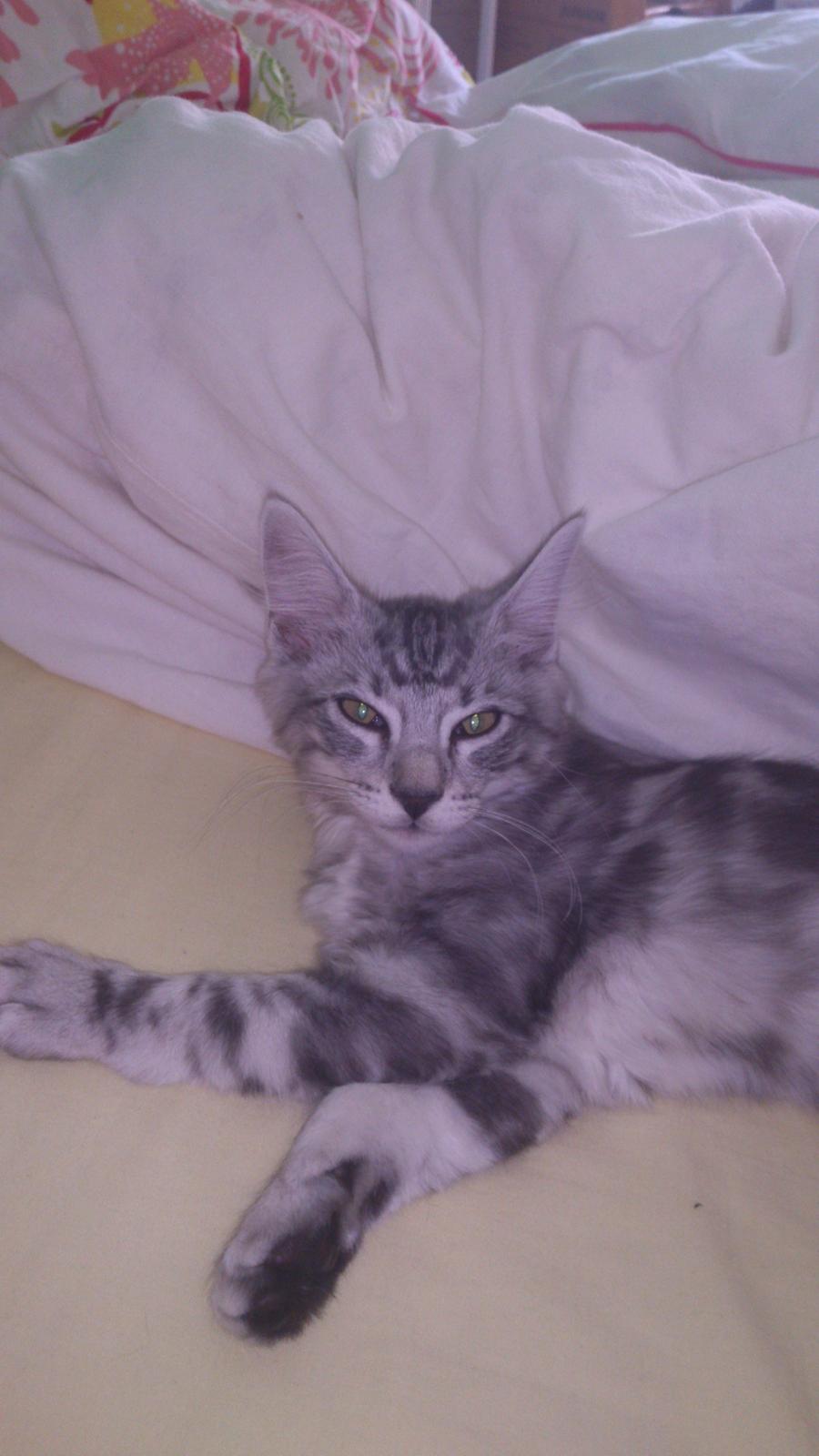 Blanding af racer Simba billede 1