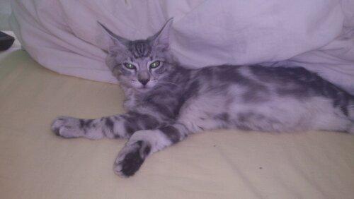 Blanding af racer Simba billede 2