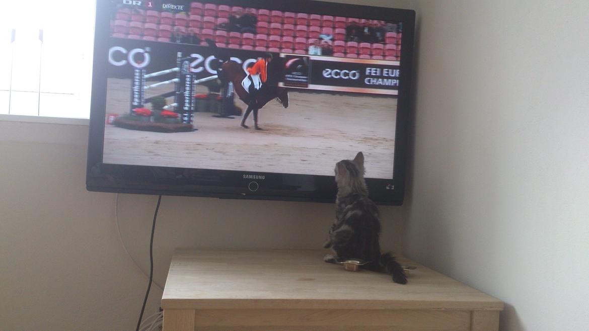 Blanding af racer Simba billede 3