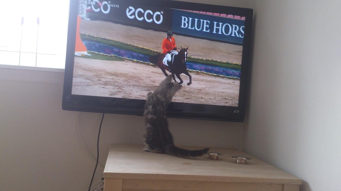 Blanding af racer Simba billede 4